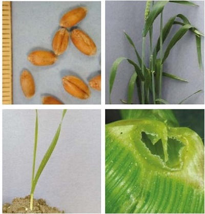 Wheat at four growth stages